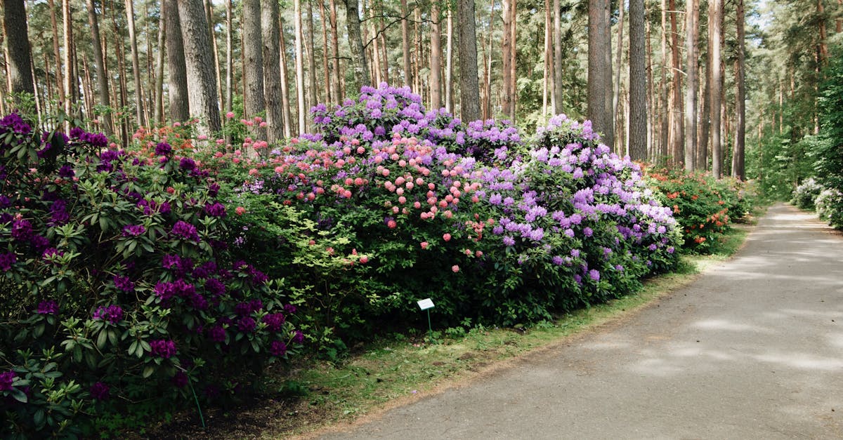 découvrez floral park, un endroit plein de charme et de nature, idéal pour les amoureux des jardins et des promenades en plein air.