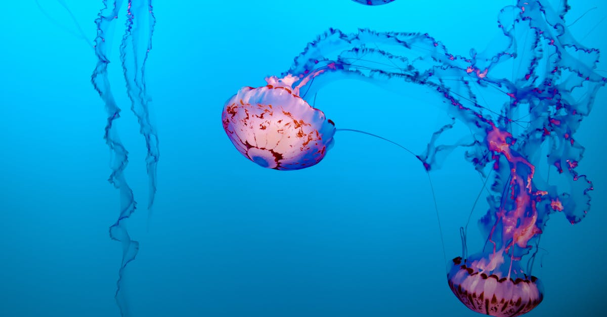 découvrez tout sur les marins, leur vie en mer, leurs missions et leur passion pour l'océan avec mariners - le site de référence pour les amoureux de la mer.