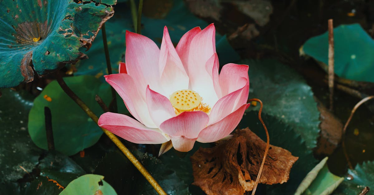 découvrez une expérience de séjour en pleine nature pour vous ressourcer et vous déconnecter du quotidien avec notre offre nature stay. offrez-vous une parenthèse de tranquillité au cœur de paysages préservés.