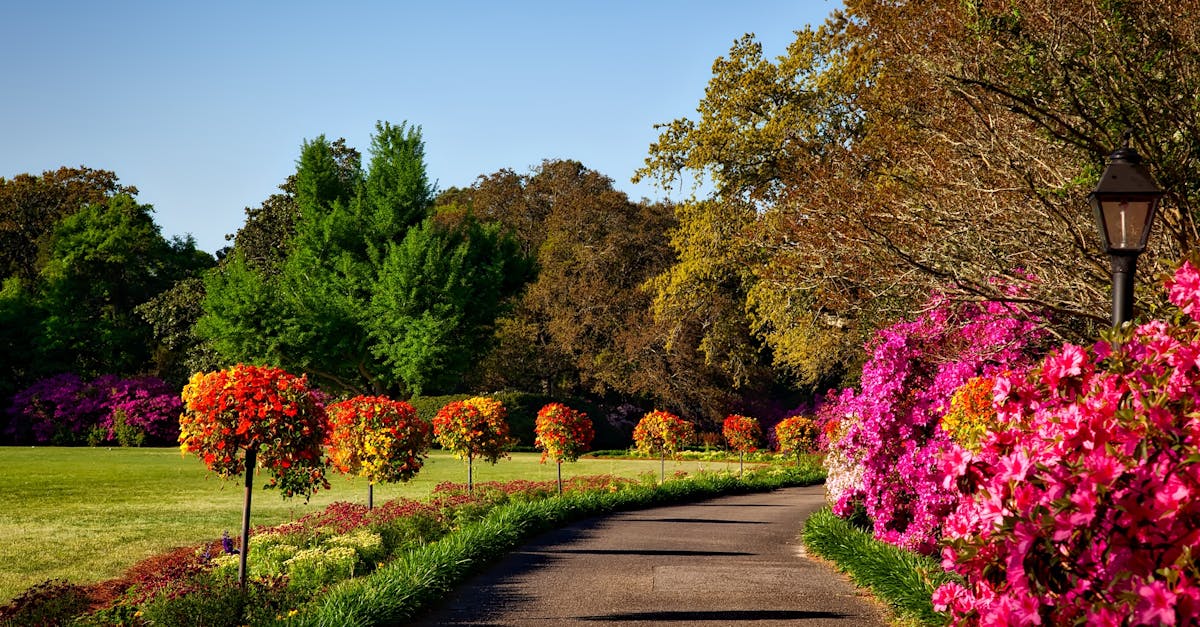 découvrez notre parc, lieu idéal pour vous détendre et profiter de la nature. parcours de promenade, aires de jeux et espaces verts vous attendent.
